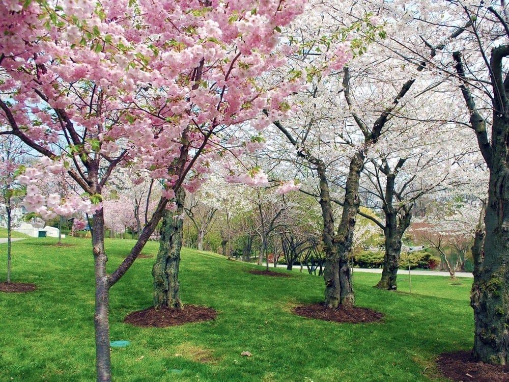 Buffalo Cherry Blossom Festival