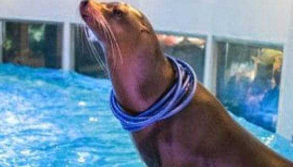 A sea lion with several blue hoops around its neck sits beside an indoor pool, gazing upward, reminiscent of the wonder one feels when witnessing the majestic Niagara Falls.