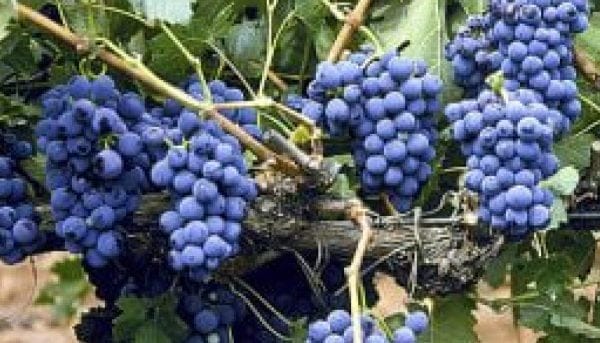 Clusters of ripe purple grapes hang from a vine with lush green leaves in Saratoga Springs. The grapes appear plump and ready for harvest, showcasing the vineyards abundance.