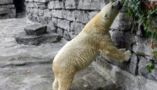 A polar bear standing on its hind legs, leaning against a stone wall, sniffing or nibbling on some leafy green plants growing on the wall. The background consists of more stone walls and steps.