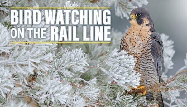 A peregrine falcon perched on a snow-covered tree branch against a wintery backdrop. The bold text reads, Bird Watching on the Rail Line, capturing the essence of winter events with a nature-focused theme.