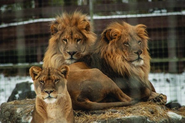 Three lions rest together behind a wire fence at Central New York’s wildlife enclosure; two males with thick manes lie close while a female sits alert in front, all gazing directly at the camera. Rocks and fencing are visible in the background.