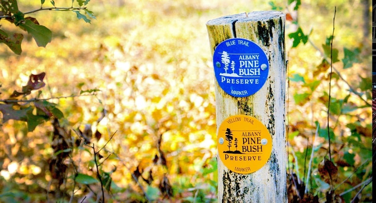 A weathered wooden post displays blue and yellow Albany Pine Bush Preserve trail markers, with sunlit foliage and blurred trees in the background.